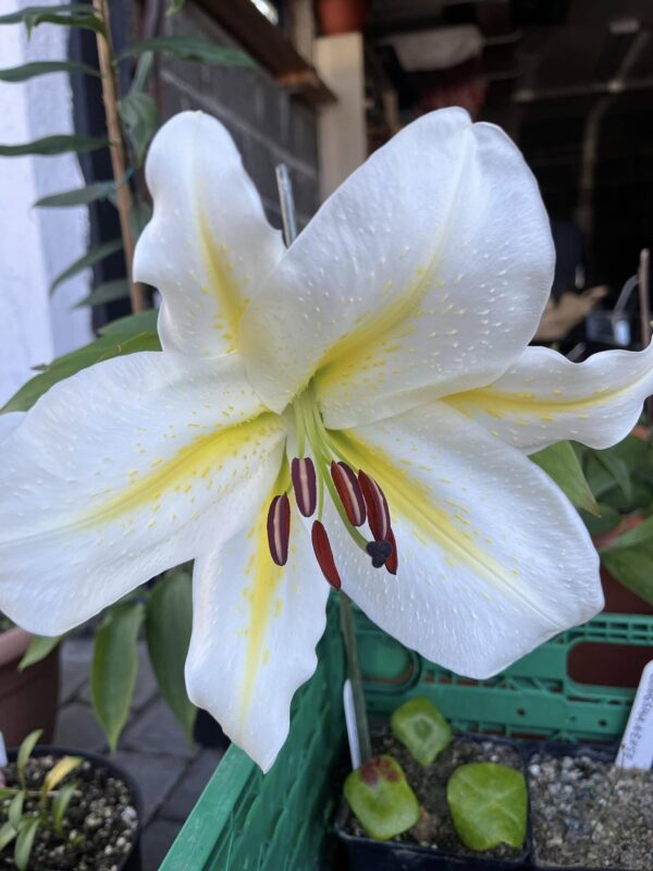 Lilium auratum var. virginale