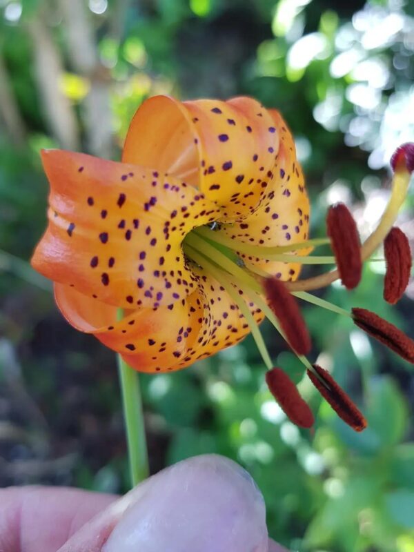 Lilium pardalinum ssp. vollmeri