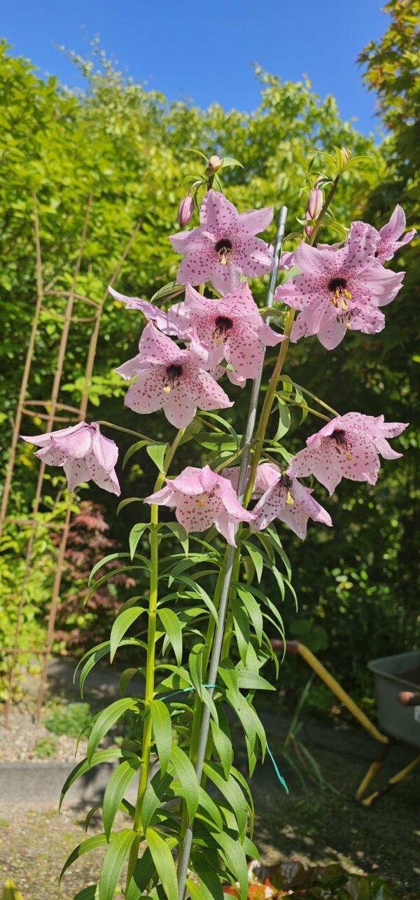 Nomocharis x finlayorum