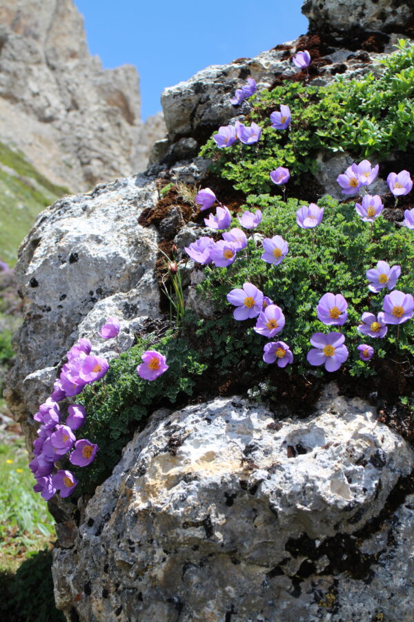Paraquilegia microphylla W/O-5044