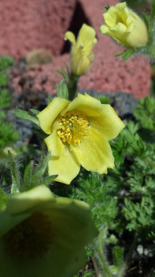 Pulsatilla albana 'Lutea'