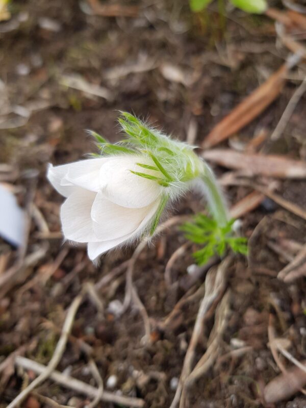 Pulsatilla halleri ssp. slavica