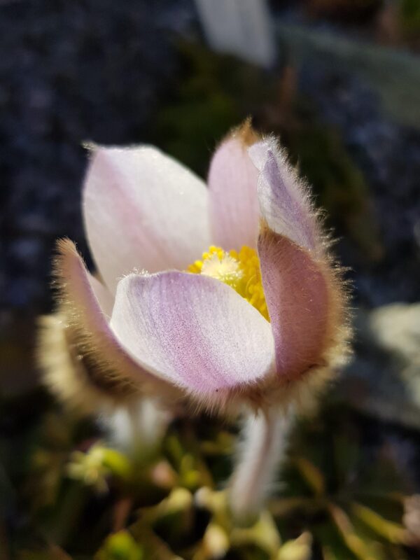 Pulsatilla vernalis