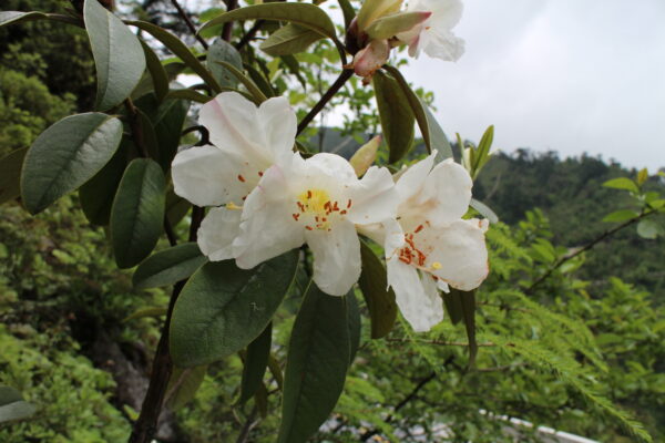Rhododendron sect. Maddenia W/O-2037