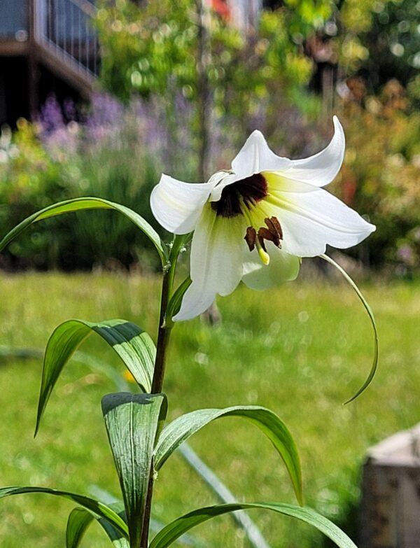Lilium henrici W/O-4006