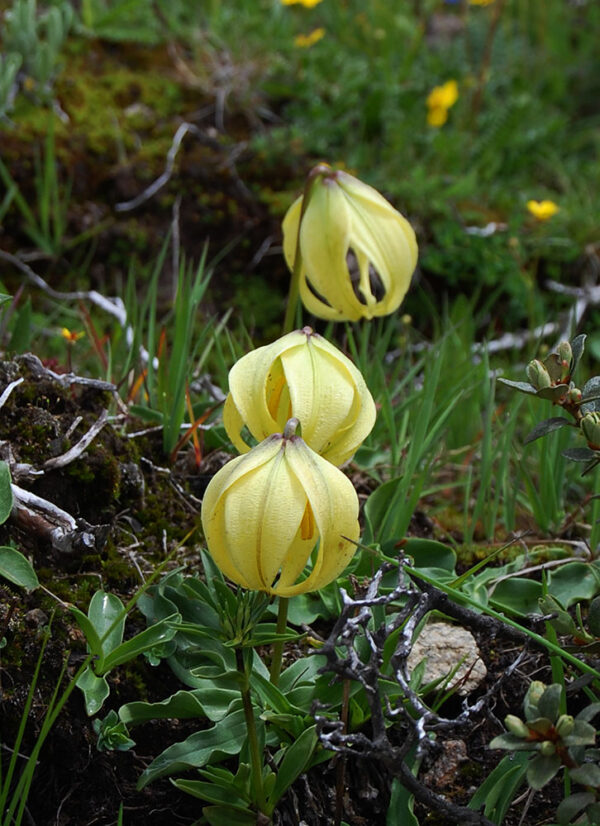 Lilium lophophorum W/O-5022