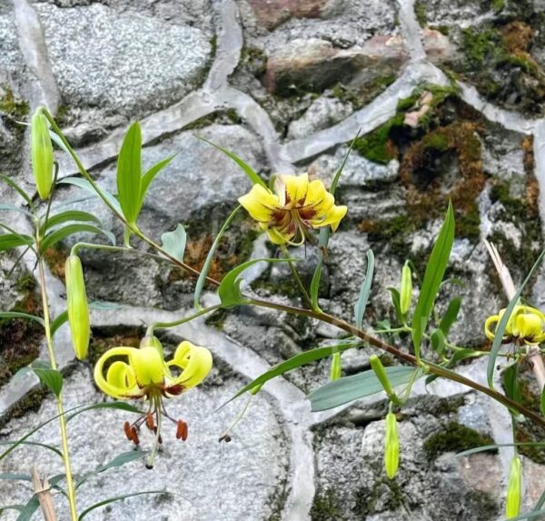 Lilium primulinum group W/O-4019