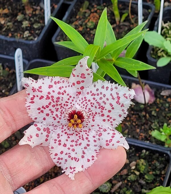 Nomocharis meleagrina W/O-4007